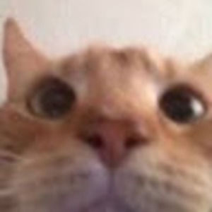 Meet your Posher, Leland